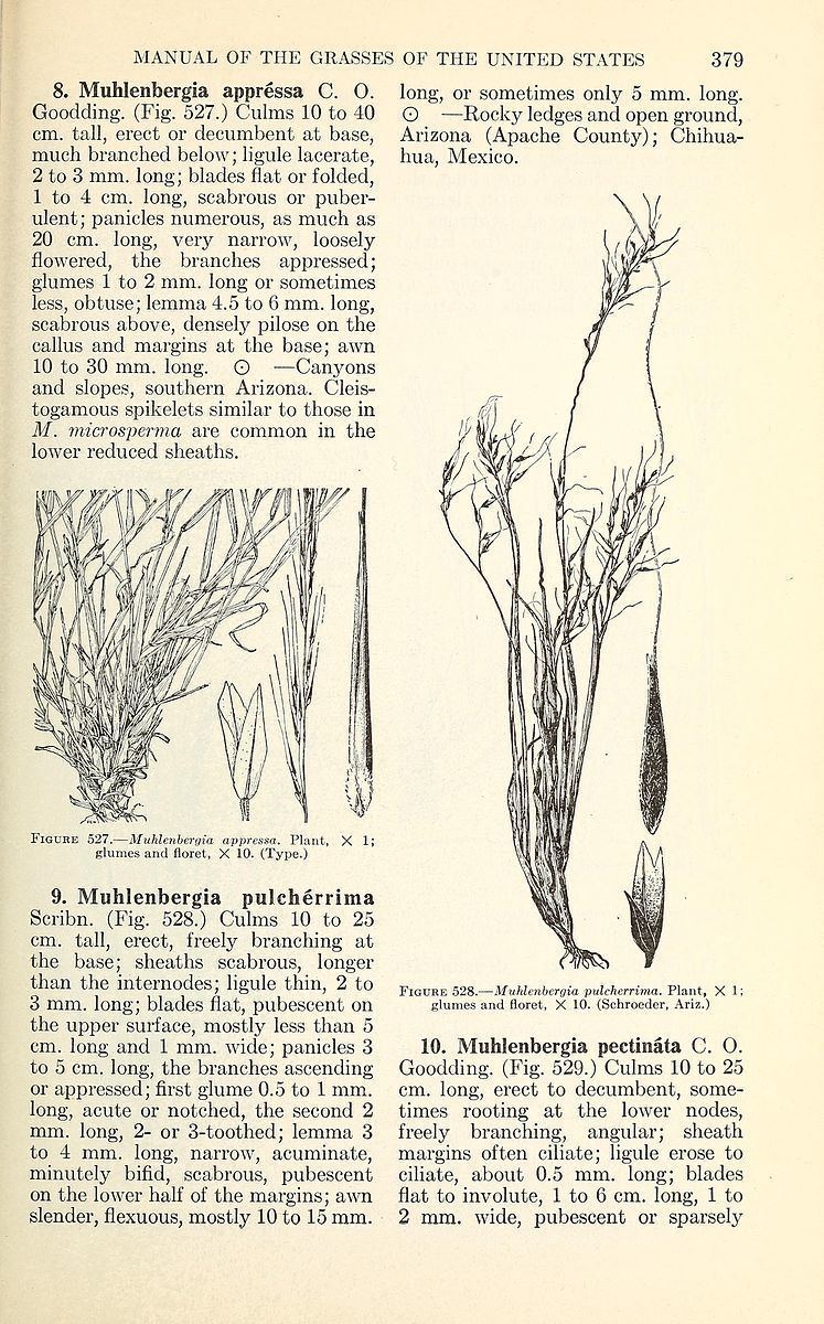 Muhlenbergia appressa