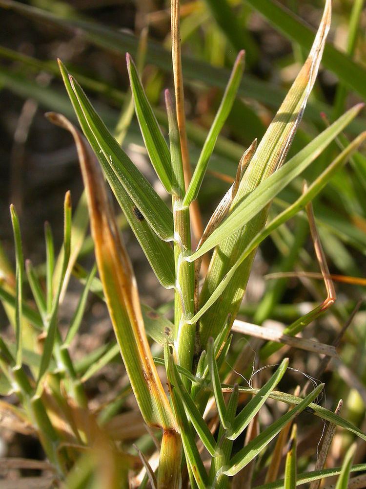 Muhlenbergia asperifolia FileMuhlenbergia asperifolia 3918881061jpg Wikimedia Commons
