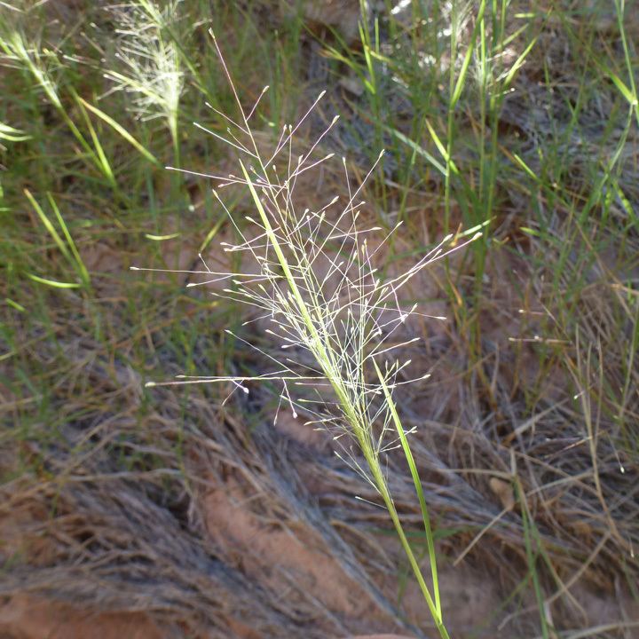 Muhlenbergia asperifolia SEINet Arizona Chapter Muhlenbergia asperifolia