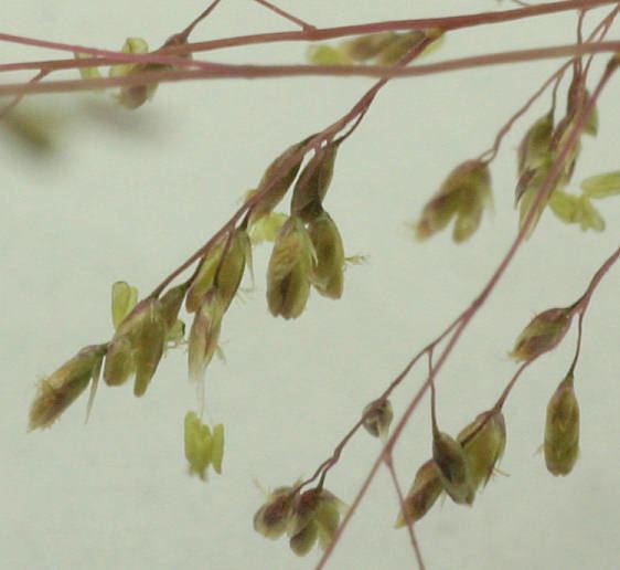 Muhlenbergia asperifolia Muhlenbergia asperifolia Scratchgrass