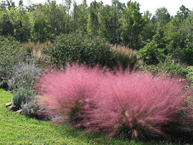 Muhlenbergia capillaris Muhlenbergia capillaris quotPink Muhly Grassquot Buy Online at Annie39s