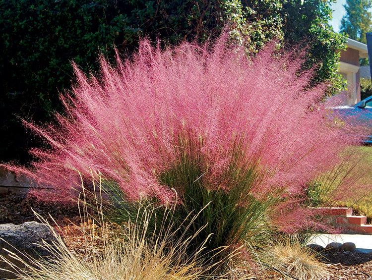 Muhlenbergia capillaris Muhlenbergia capillaris quotPink Muhly Grassquot Buy Online at Annie39s
