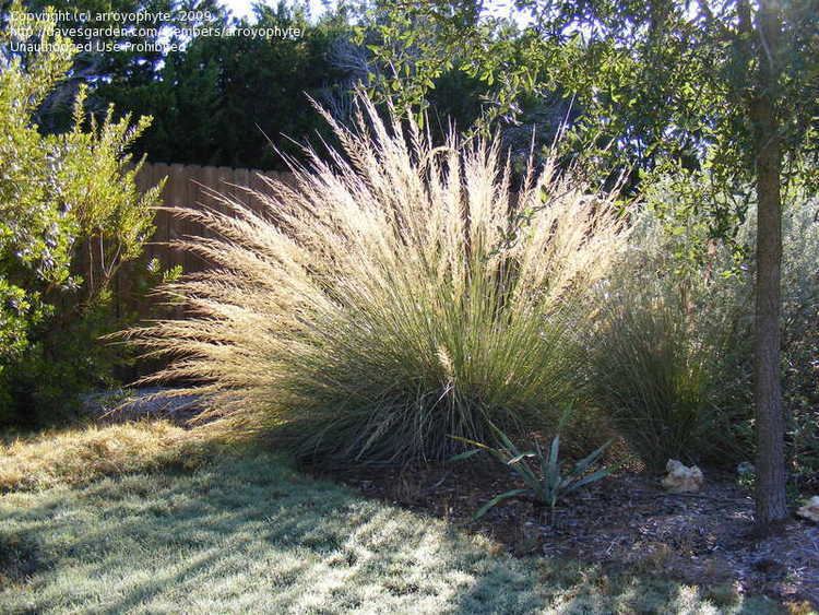 Muhlenbergia lindheimeri 1000 images about Texas Botany on Pinterest Sun The father and