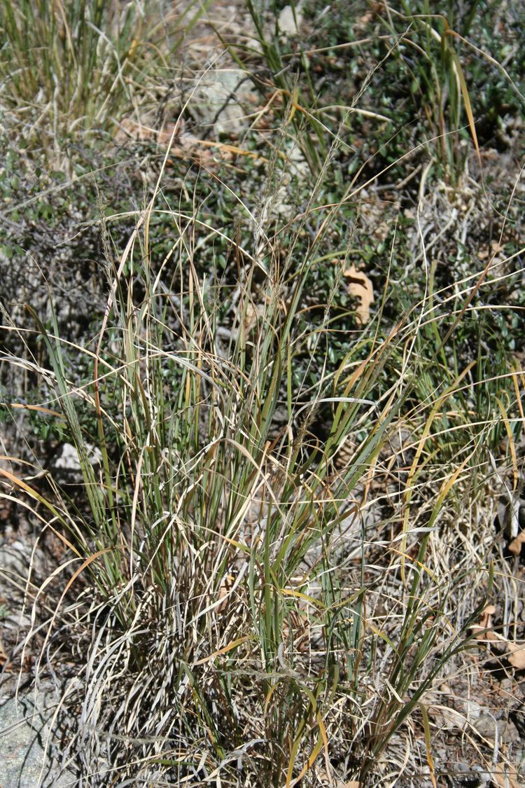 Muhlenbergia montana Vascular Plants of the Gila Wilderness Muhlenbergia montana