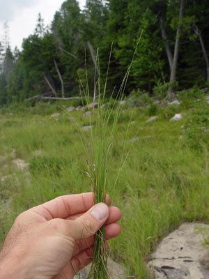 Muhlenbergia richardsonis Maine Natural Areas Program Rare Plant Fact Sheet for Muhlenbergia