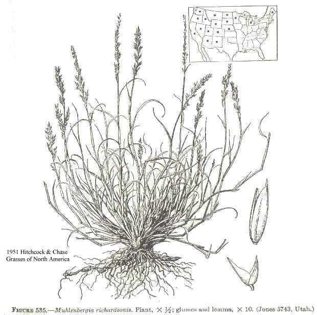 Muhlenbergia richardsonis Online Virtual Flora of Wisconsin Muhlenbergia richardsonis