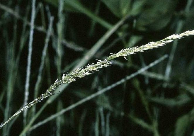 Muhlenbergia schreberi Muhlenbergia schreberi Wikipedia