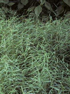 Muhlenbergia schreberi httpswwwwildflowerorgimagearchive320x240S