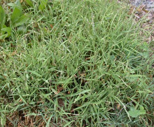 Muhlenbergia schreberi Muhlenbergia schreberi UMass Amherst Landscape Nursery amp Urban