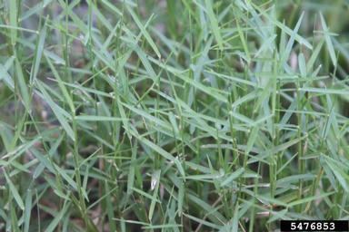 Muhlenbergia schreberi nimblewill Muhlenbergia schreberi JF Gmel