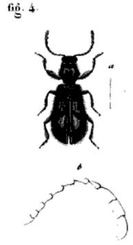 Muisca (beetle)