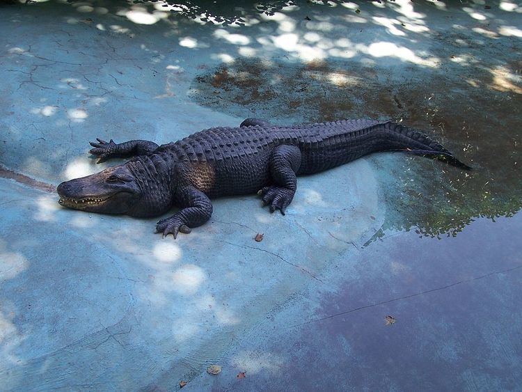 Muja (alligator)