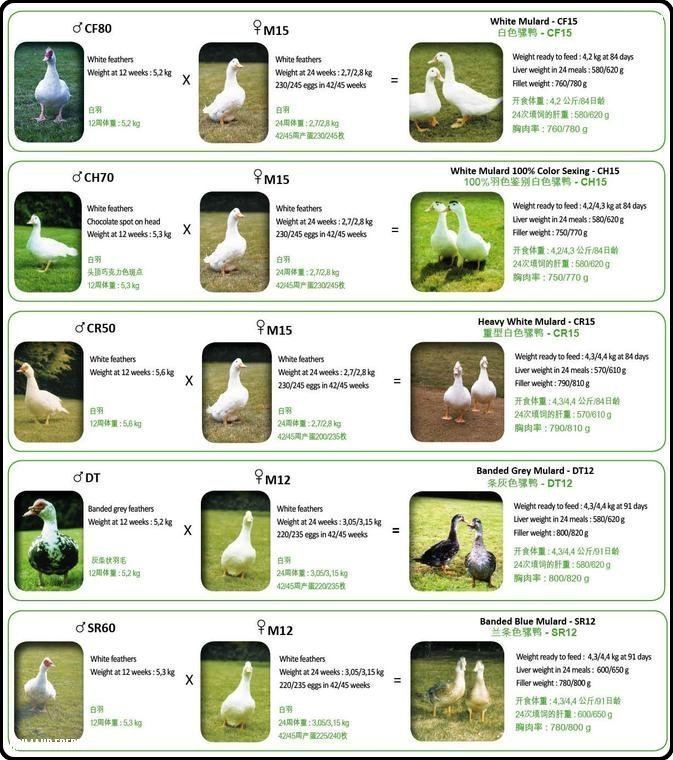 Mulard Breeders for mulard ducks PROultrycom avicultura para profesionales
