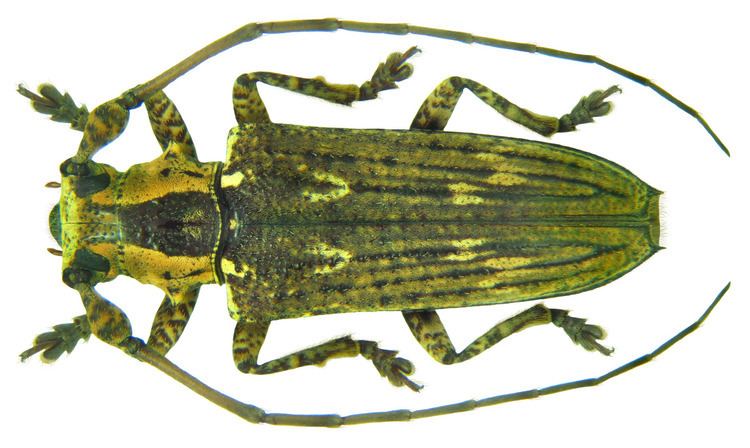 Mulciber (beetle)