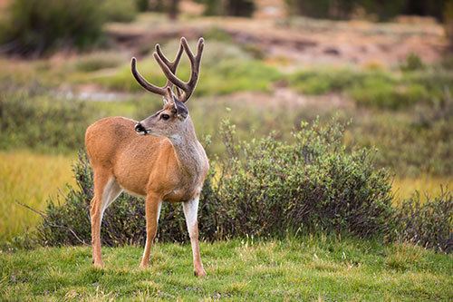 Mule deer Mule Deer Facts amp Information