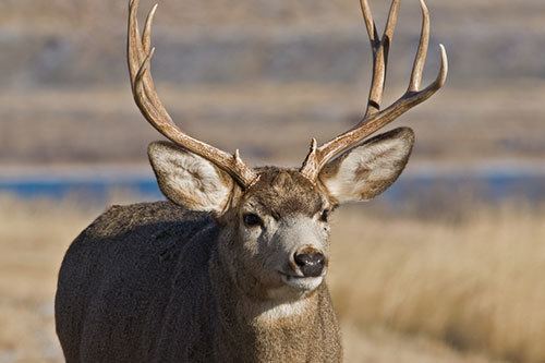 Mule deer Mule Deer Facts amp Information