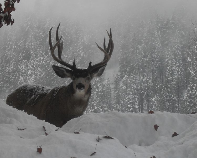 Mule deer Mule deer Wikipedia