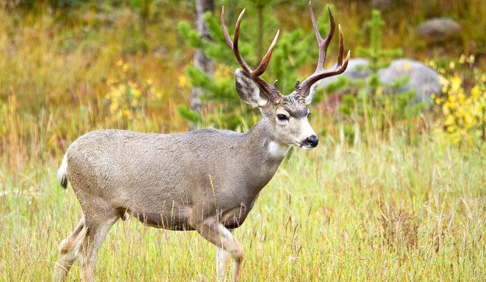 Mule deer Mule Deer Rocky Mountain National Park US National Park Service