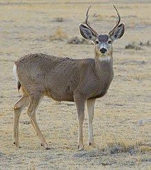 Mule deer httpsuploadwikimediaorgwikipediacommonsthu