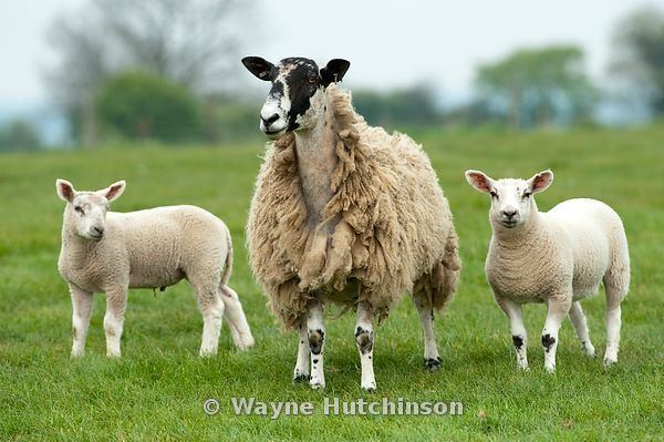 Mule (sheep) Wayne Hutchinson Photography Mule sheep with beltex sired lambs at