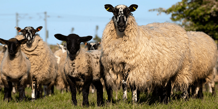 Mule (sheep) NEMSA North of England Mule Sheep Association