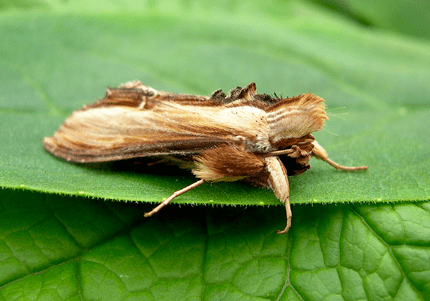 Mullein moth Local Wildlife North Tuddenham Parish Council