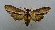 Mullein moth httpsuploadwikimediaorgwikipediacommonsthu