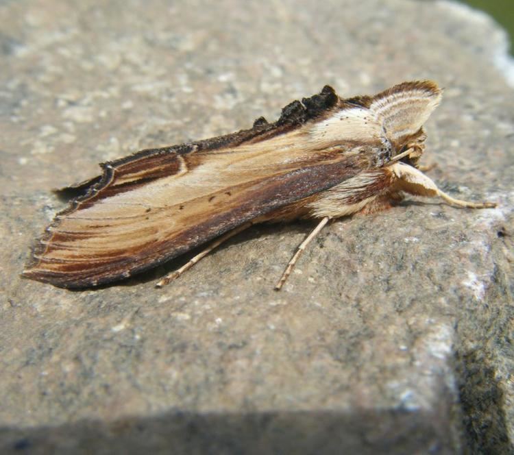 Mullein moth The Mullein Cucullia verbasci NatureSpot