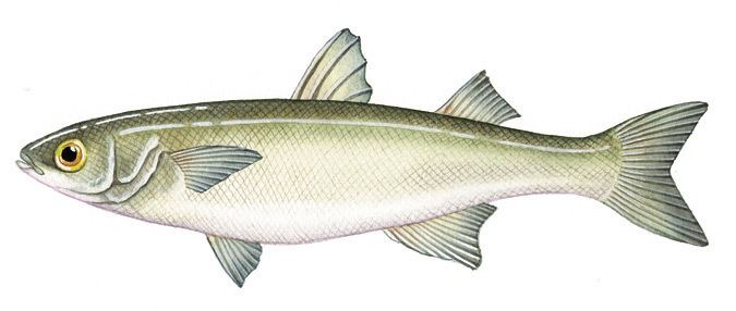 Mullet (fish) Mullet all species Marine and Estuarine Scale Fish Catch