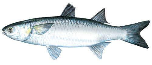 Mullet (fish) Mullet Firm Lean Fish with Light Meat amp Moderate Flavor
