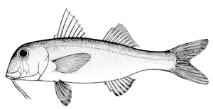 Mullus barbatus FAO Fisheries amp Aquaculture Species Fact Sheets Mullus barbatus