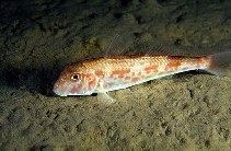 Mullus barbatus Mullus barbatus barbatus Red mullet fisheries gamefish