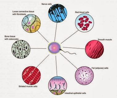 Multicellular organism Difference between Unicellular Organism and Multicellular Organism