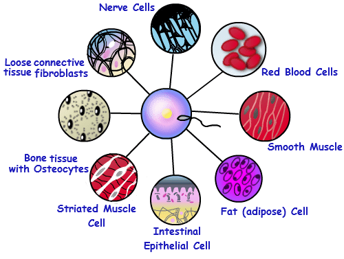 Multicellular organism imagestutorvistacomcmsimages123depictionof