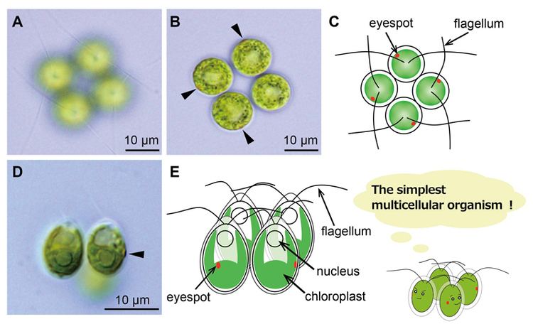 Multicellular organism The simplest multicellular organism unveiled UTokyo Research