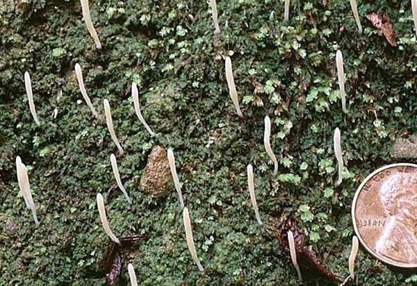 Multiclavula California Fungi Multiclavula vernalis