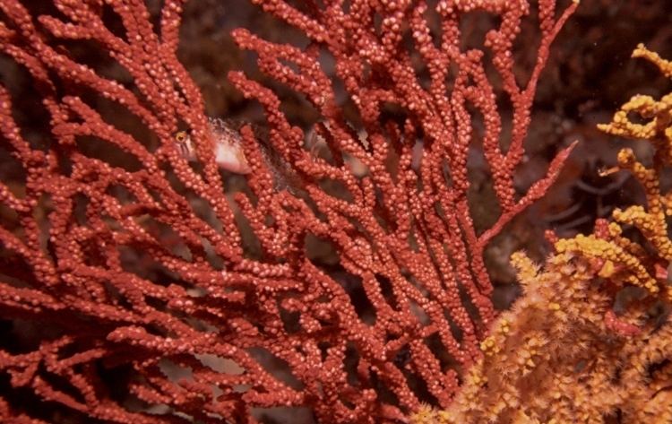 Multicoloured sea fan