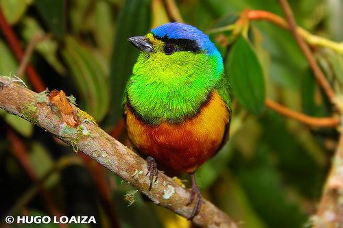 Multicoloured tanager More on rainbow birds Julian O39Dea