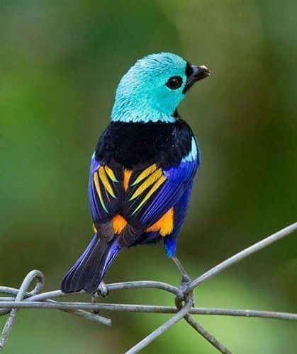 Multicoloured tanager Multicolored tanager Tweet Tweet Pinterest