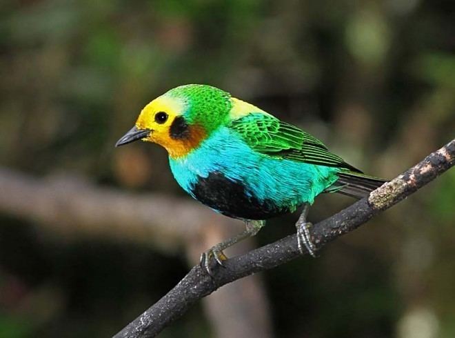 Multicoloured tanager Multicolored Tanager BirdWatching