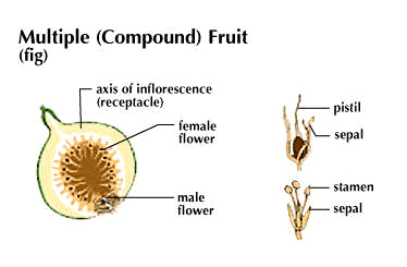 Multiple fruit multiple fruit Kids Encyclopedia Children39s Homework Help