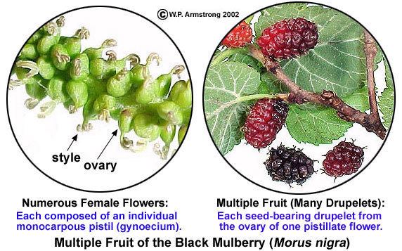 Multiple fruit Fruit Terminology Part 4