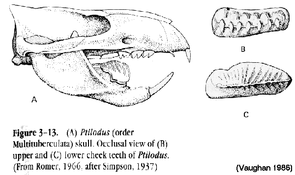 Multituberculata Multituberculate Dentition