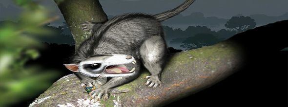 Multituberculata 1000 images about early mammals of the mesozoicum and beyond de KT