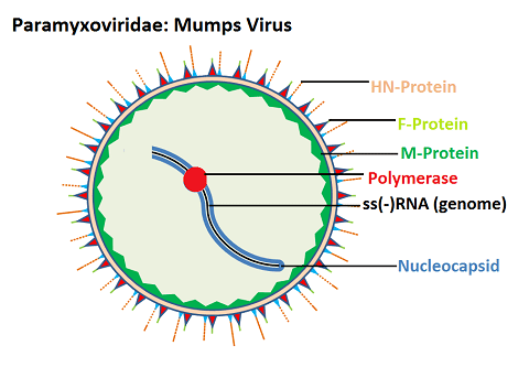 Mumps virus Mumps Virus Structure and Function Studycom
