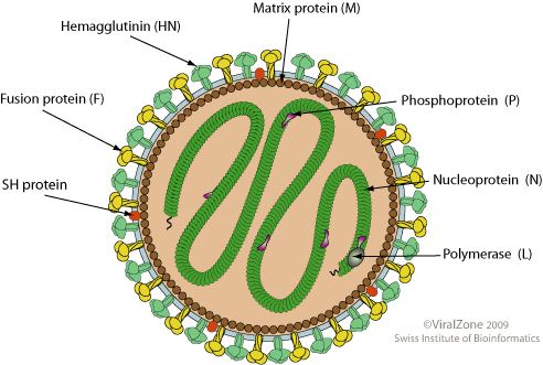 Mumps virus ViralZone Rubulavirus