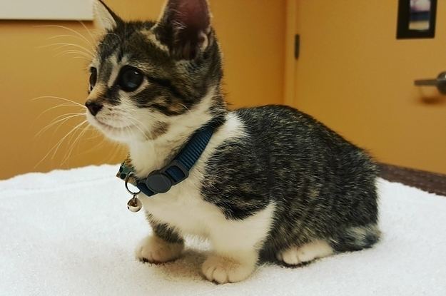 A Munchkin cat kitten wearing a collar around its neck with blue eyes and short white and dark gray fur.