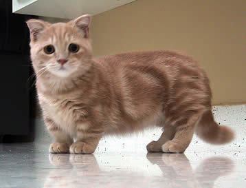 A Munchkin cat with striped orange fur looking at something while standing.