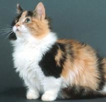 A Munchkin cat with a mixture of orange, black and white thick fur looking at something.