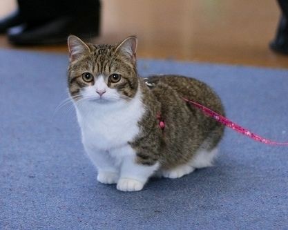 A Munchkin cat with brownish and white fur looking at the camera while being on a leash.